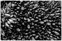 Mussels, South Beach. Pacific Rim National Park, Vancouver Island, British Columbia, Canada (black and white)