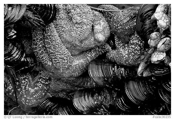 Sea stars and mussels,  South Beach. Pacific Rim National Park, Vancouver Island, British Columbia, Canada (black and white)