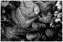 Sea stars and mussels,  South Beach. Pacific Rim National Park, Vancouver Island, British Columbia, Canada (black and white)