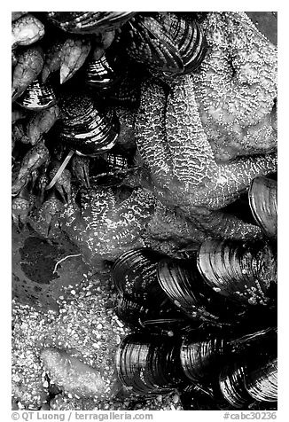 Sea stars and mussels,  South Beach. Pacific Rim National Park, Vancouver Island, British Columbia, Canada (black and white)