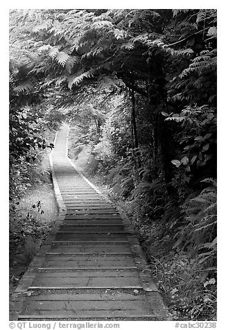 Boardwalk, South Beach trail. Pacific Rim National Park, Vancouver Island, British Columbia, Canada (black and white)