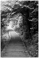 Boardwalk, South Beach trail. Pacific Rim National Park, Vancouver Island, British Columbia, Canada (black and white)