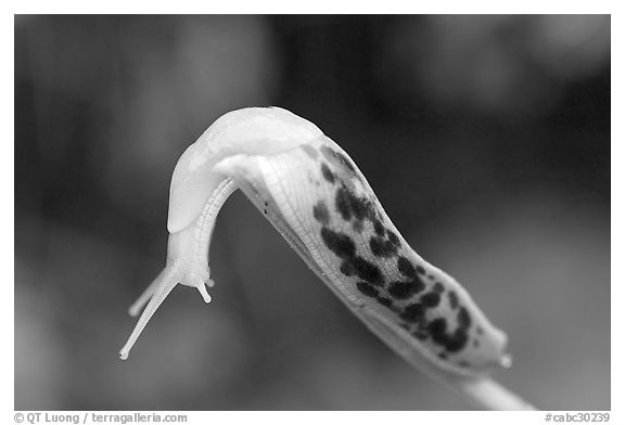 Slug. Pacific Rim National Park, Vancouver Island, British Columbia, Canada