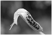 Slug. Pacific Rim National Park, Vancouver Island, British Columbia, Canada (black and white)