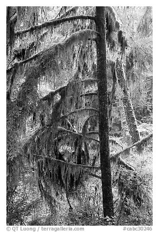 Temperate Rain Forest. Pacific Rim National Park, Vancouver Island, British Columbia, Canada (black and white)