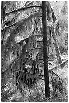 Temperate Rain Forest. Pacific Rim National Park, Vancouver Island, British Columbia, Canada ( black and white)