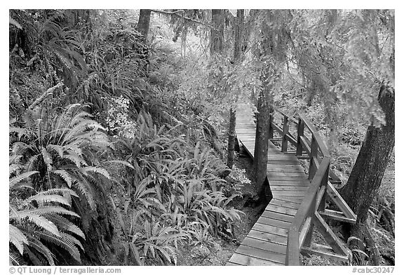 Boardwalk in rain forest. Pacific Rim National Park, Vancouver Island, British Columbia, Canada