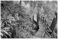 Boardwalk in rain forest. Pacific Rim National Park, Vancouver Island, British Columbia, Canada ( black and white)