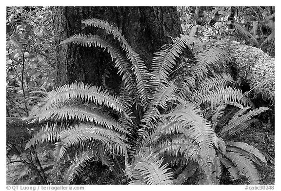 Ferns and trunk. Pacific Rim National Park, Vancouver Island, British Columbia, Canada (black and white)