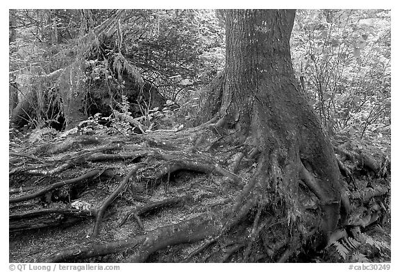 Tree growing on a nurse log. Pacific Rim National Park, Vancouver Island, British Columbia, Canada (black and white)