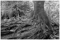 Tree growing on a nurse log. Pacific Rim National Park, Vancouver Island, British Columbia, Canada (black and white)