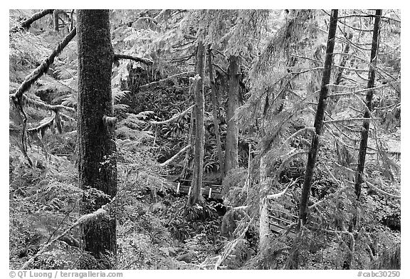 Western Hemlock, red cedars, and firs on the trail to Schooner Point. Pacific Rim National Park, Vancouver Island, British Columbia, Canada