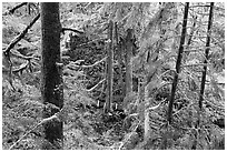 Western Hemlock, red cedars, and firs on the trail to Schooner Point. Pacific Rim National Park, Vancouver Island, British Columbia, Canada (black and white)