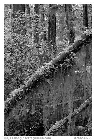 Moss in rain forest. Pacific Rim National Park, Vancouver Island, British Columbia, Canada (black and white)