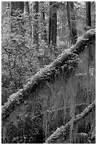 Moss in rain forest. Pacific Rim National Park, Vancouver Island, British Columbia, Canada ( black and white)