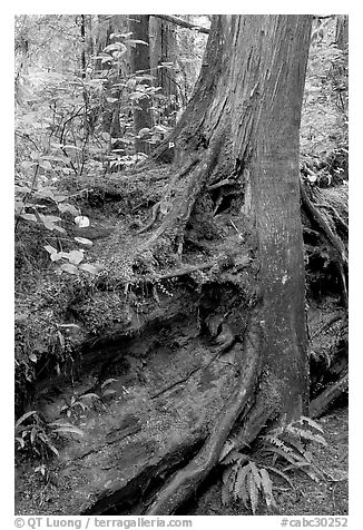 Nurse log and tree. Pacific Rim National Park, Vancouver Island, British Columbia, Canada