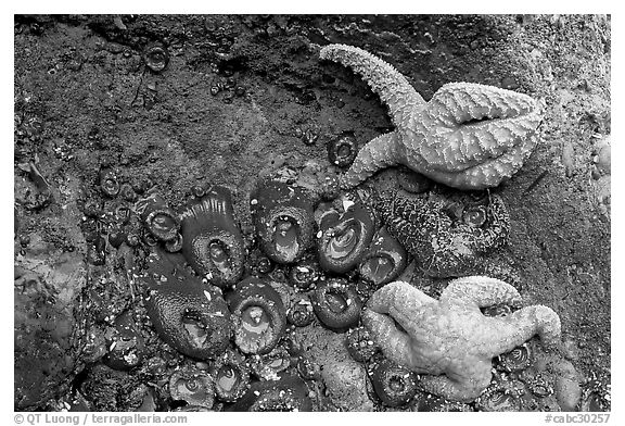 Seastars and green anemones on a rock wall. Pacific Rim National Park, Vancouver Island, British Columbia, Canada