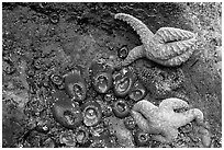 Seastars and green anemones on a rock wall. Pacific Rim National Park, Vancouver Island, British Columbia, Canada (black and white)