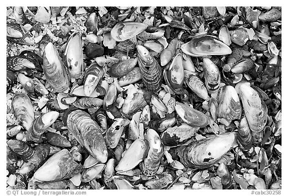 Mussel shells on beach. Pacific Rim National Park, Vancouver Island, British Columbia, Canada