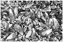 Mussel shells on beach. Pacific Rim National Park, Vancouver Island, British Columbia, Canada (black and white)