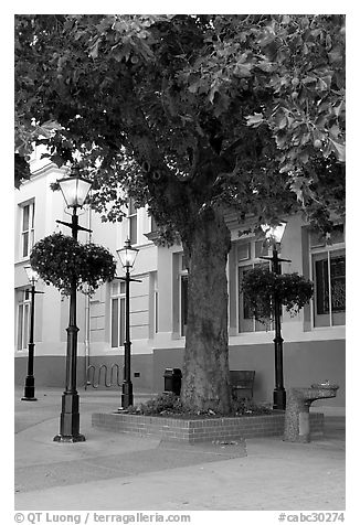 Street lamps and tree, Bastion Square. Victoria, British Columbia, Canada (black and white)