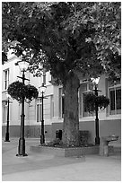 Street lamps and tree, Bastion Square. Victoria, British Columbia, Canada ( black and white)