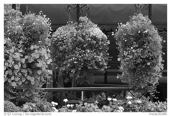 Hanging Flower baskets. Victoria, British Columbia, Canada