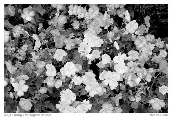 Pink and white begonias. Butchart Gardens, Victoria, British Columbia, Canada (black and white)