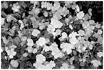 Pink and white begonias. Butchart Gardens, Victoria, British Columbia, Canada (black and white)