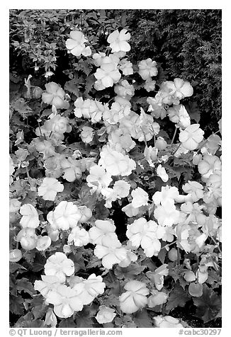 Pink and white begonias. Butchart Gardens, Victoria, British Columbia, Canada