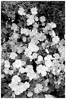 Pink and white begonias. Butchart Gardens, Victoria, British Columbia, Canada ( black and white)