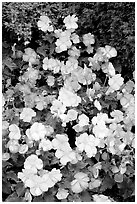 Pink and white begonias. Butchart Gardens, Victoria, British Columbia, Canada (black and white)