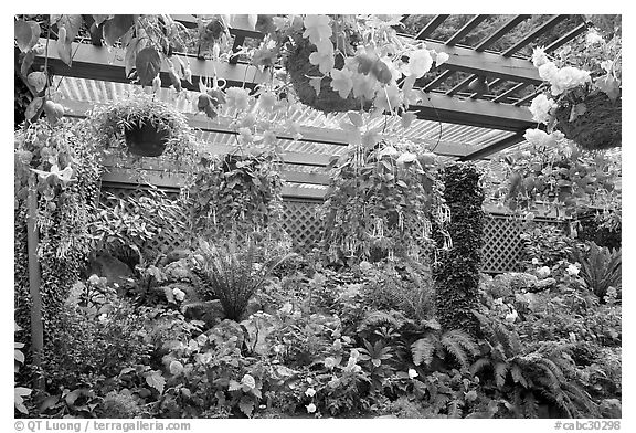 Bower overflowing with hanging baskets. Butchart Gardens, Victoria, British Columbia, Canada (black and white)
