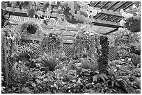 Bower overflowing with hanging baskets. Butchart Gardens, Victoria, British Columbia, Canada (black and white)