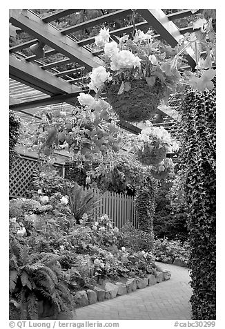 Hanging baskets with begonias and fuchsias. Butchart Gardens, Victoria, British Columbia, Canada