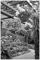 Hanging baskets with begonias and fuchsias. Butchart Gardens, Victoria, British Columbia, Canada (black and white)