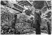 Bower overflowing with hanging baskets of begonias and fuchsias. Butchart Gardens, Victoria, British Columbia, Canada (black and white)