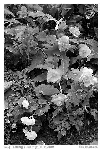 Multicolored begonias. Butchart Gardens, Victoria, British Columbia, Canada