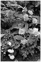 Multicolored begonias. Butchart Gardens, Victoria, British Columbia, Canada ( black and white)