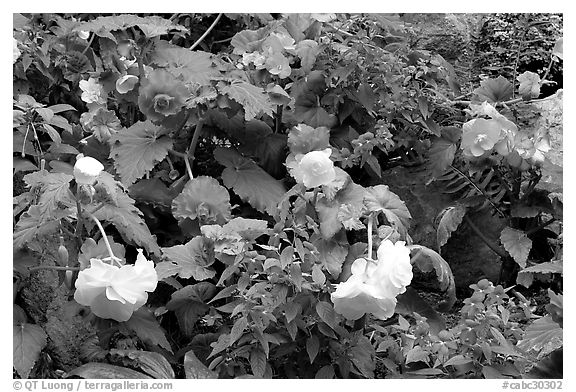 Multicolored begonias. Butchart Gardens, Victoria, British Columbia, Canada (black and white)