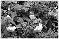 Multicolored begonias. Butchart Gardens, Victoria, British Columbia, Canada (black and white)