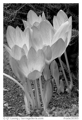 Crocus. Butchart Gardens, Victoria, British Columbia, Canada (black and white)