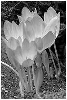 Crocus. Butchart Gardens, Victoria, British Columbia, Canada ( black and white)