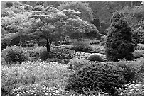 Annual flowers and trees in Sunken Garden. Butchart Gardens, Victoria, British Columbia, Canada ( black and white)