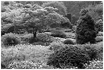 Annual flowers and trees in Sunken Garden. Butchart Gardens, Victoria, British Columbia, Canada (black and white)