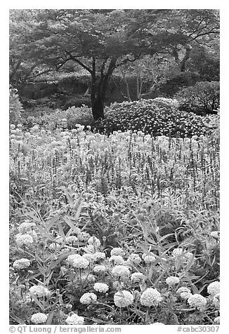 Annual flowers and trees in Sunken Garden. Butchart Gardens, Victoria, British Columbia, Canada (black and white)