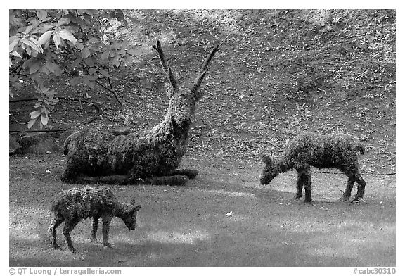 Vegetal sculpture. Butchart Gardens, Victoria, British Columbia, Canada (black and white)