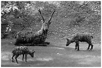 Vegetal sculpture. Butchart Gardens, Victoria, British Columbia, Canada ( black and white)