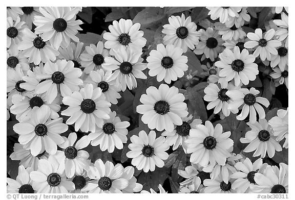 Yellow Daisies. Butchart Gardens, Victoria, British Columbia, Canada