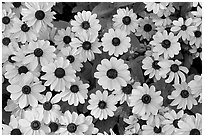 Yellow Daisies. Butchart Gardens, Victoria, British Columbia, Canada ( black and white)